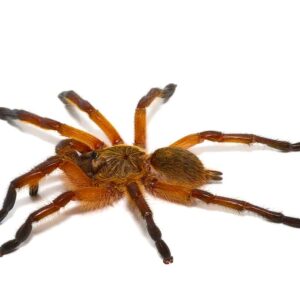 Female Golden Blue Leg Baboon Tarantula For Sale