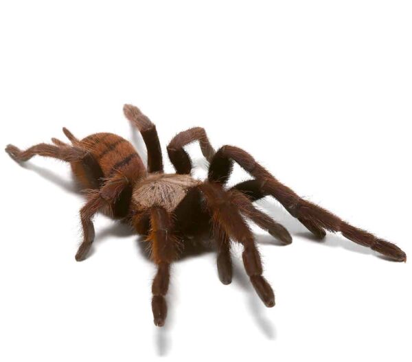 Female Indian Violet Tarantula For Sale