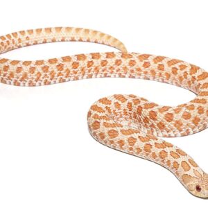 Female Yearling Albino Western Hognose For Sale