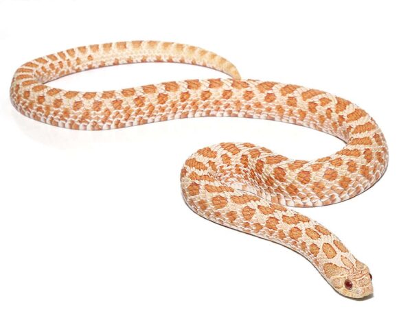 Female Yearling Albino Western Hognose For Sale