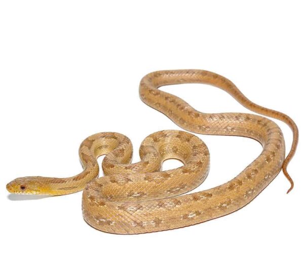 Florida City Yellow Ratsnake For Sale