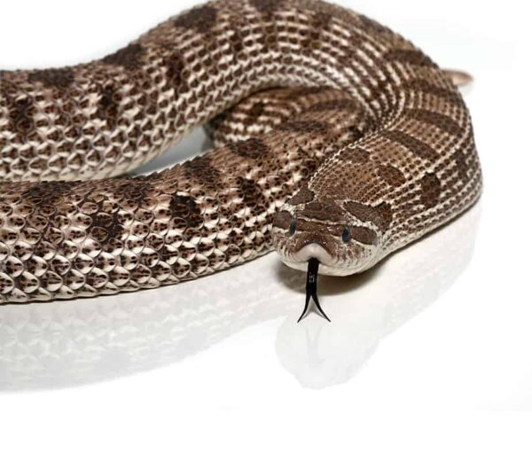 Giant Adult Female Axanthic Western Hognose Snake Grams For Sale