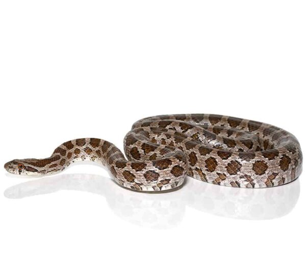 Great Plains Ratsnake For Sale