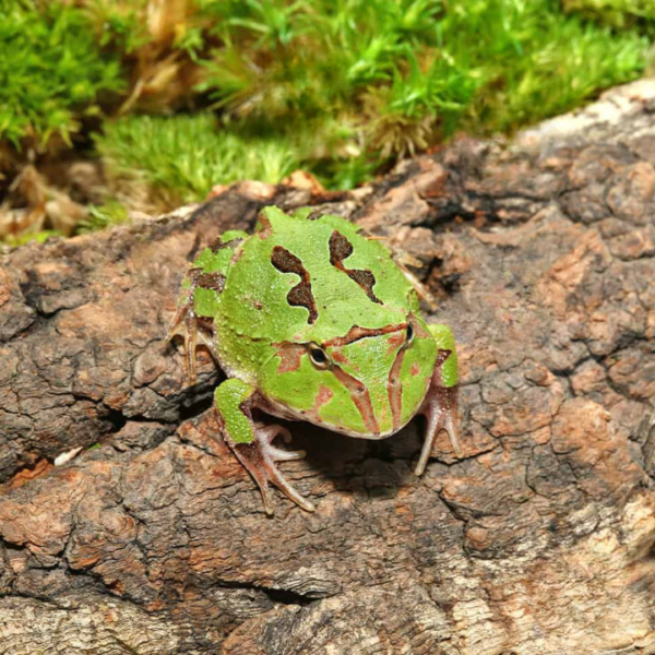 Green Fantasy Pacman Frog For Sale