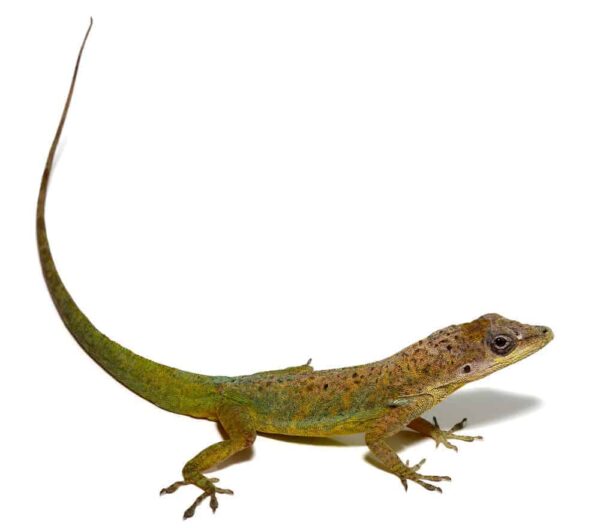 Guyana Anole For Sale