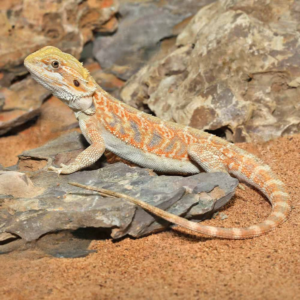 Hypo Blue Bar Leatherback Bearded Dragon