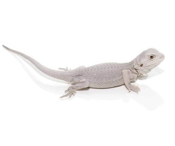 Hypo Zero Bearded Dragon For Sale