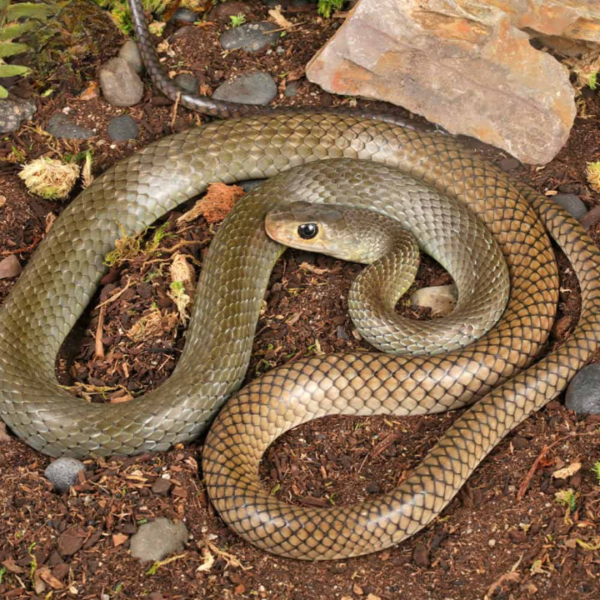 Indo Chinese Rat Snake For Sale