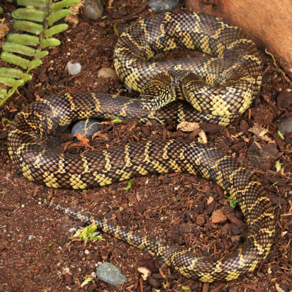 Juvenile Florida Kingsnake For Sale