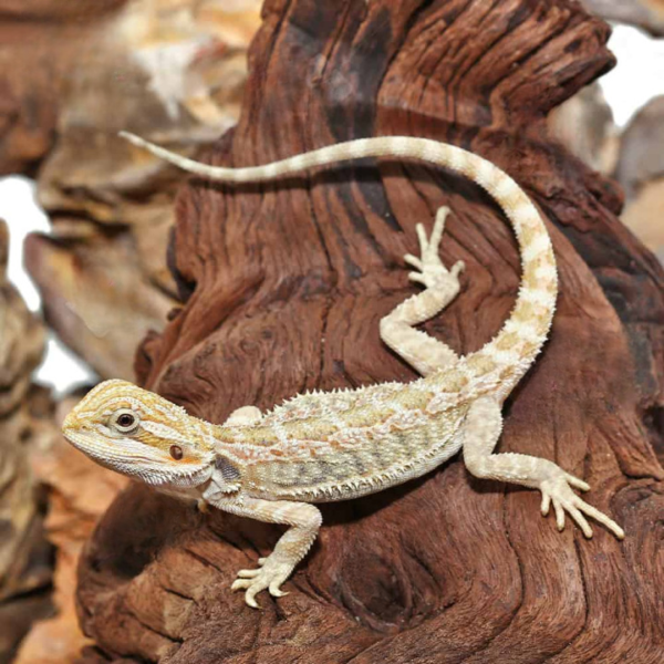 Juvenile Mixed Morph Bearded Dragon For Sale