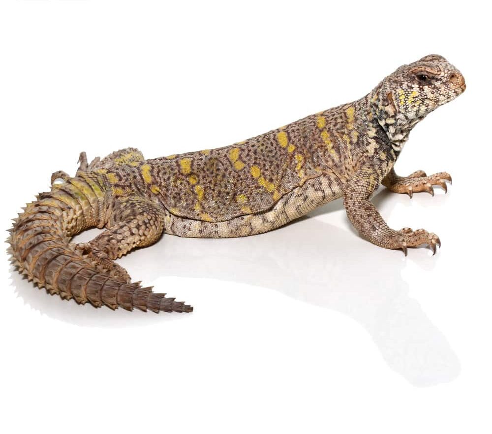Juvenile Ornate Uromastyx For Sale