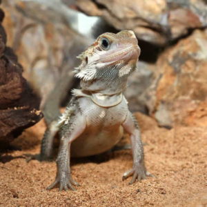 Juvenile Pied Genetic Stripe Translucent Bearded Dragon For Sale