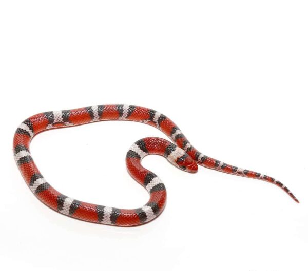 Juvenile Scarlet Snake For Sale