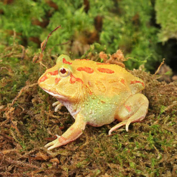 Keylime Pacman Frog For Sale