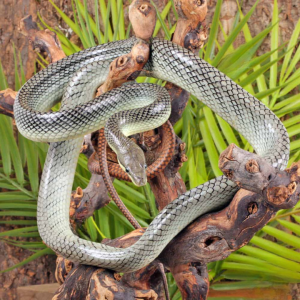 Male Platinum Red Tailed Green Ratsnake For Sale