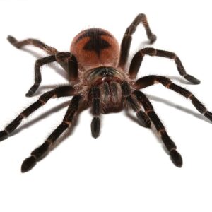 Mascara Giant Birdeater Tarantula For Sale