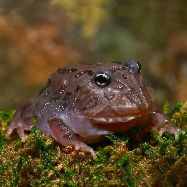 Mutant Black Hole Pacman Frog For Sale