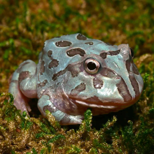 Mutant Blue Metal Pacman Frog For Sale