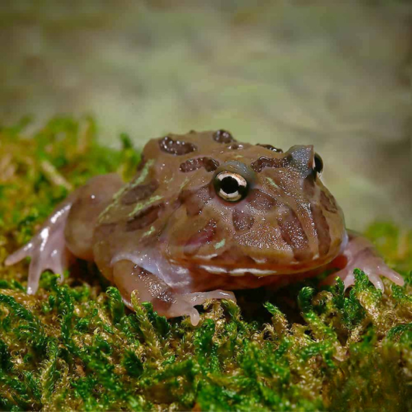 Mutant Chocolate Moss Pacman Frog For Sale