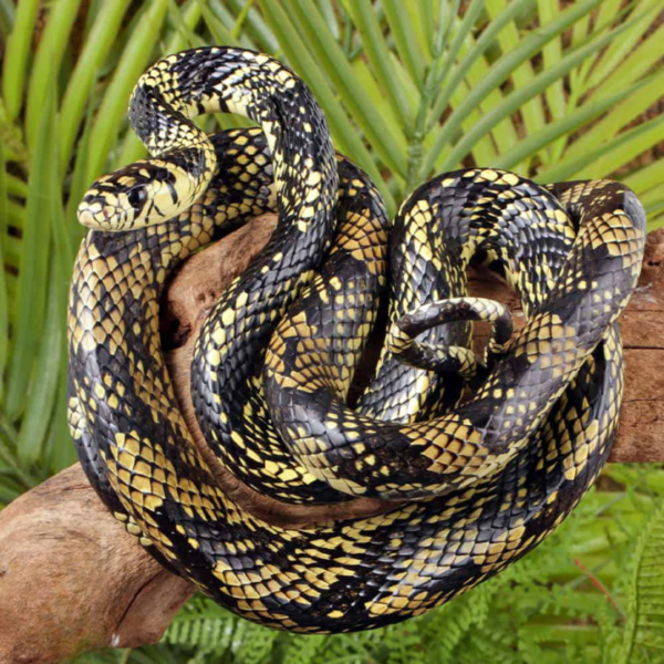 Nicaraguan Tiger Ratsnake For Sale