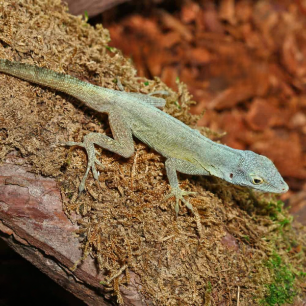 Sail Morne Constant Anole For Sale