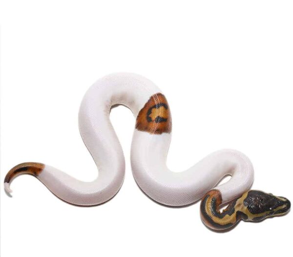 Scaleless Head Pied Ball Python for Sale