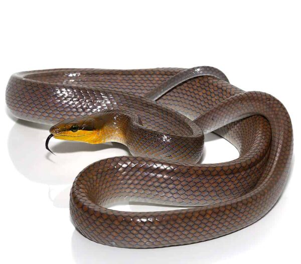 Silver Phase Red Tailed Green Ratsnake For Sale