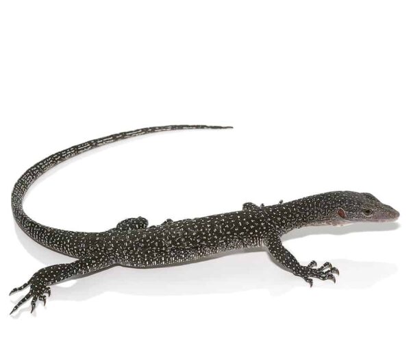 Silver Phase Solomon Island Mangrove Monitor For Sale