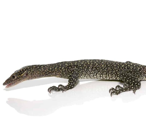 Solomon Island Mangrove Monitor For Sale