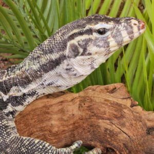 Sub Adult Male Axanthic Water Monitor For Sale