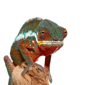 Tamatave Panther Chameleon for Sale