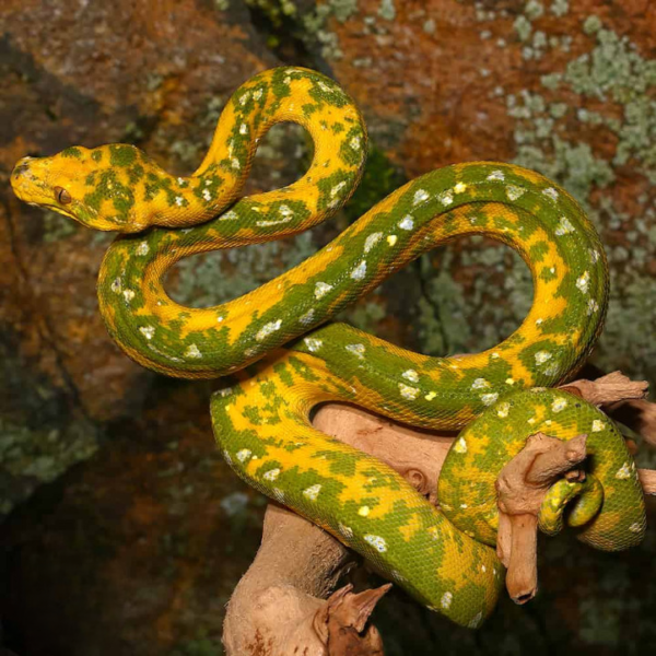Two Face Biak Green Tree Python For Sale