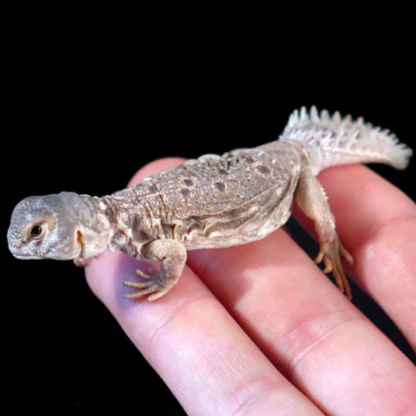 Uromastyx Princeps For Sale