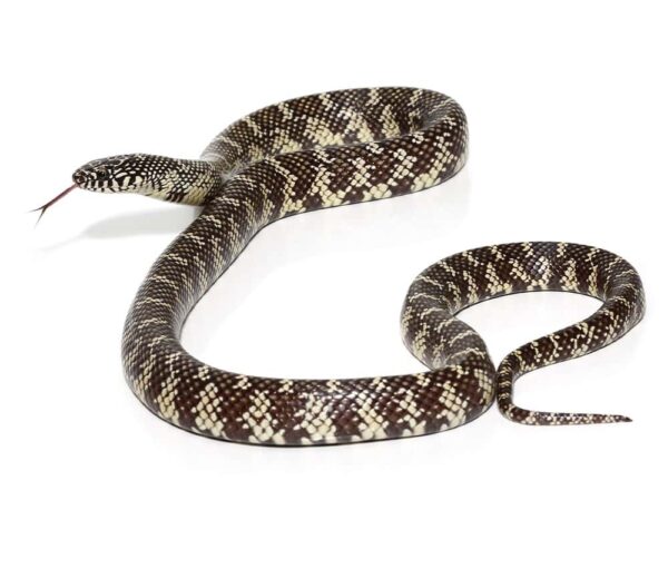 Yearling Florida Kingsnake For Sale