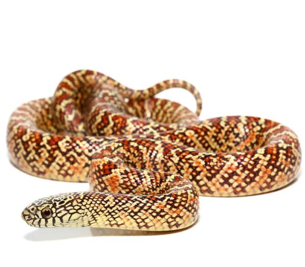 Yearling Hypo Brooks Kingsnake For Sale
