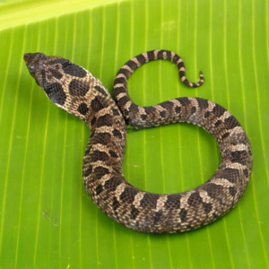 Yearling Male Eastern Hognose Snake For Sale