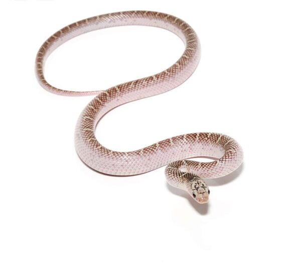 Yearling White Sided Florida Kingsnake For Sale