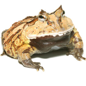 Adult Brown Suriname Horned Frog For Sale
