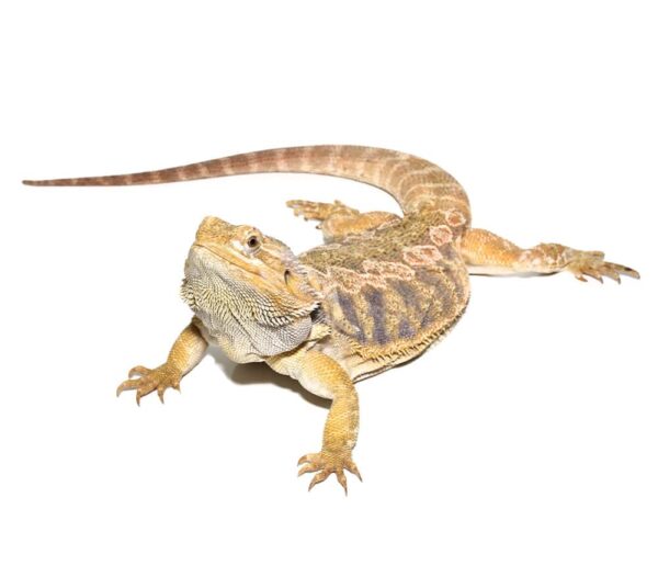 Adult Female Blue Bar Citrus Leatherback Bearded Dragon For Sale