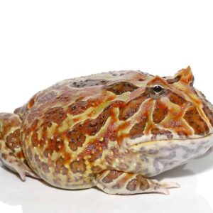 Adult Female Mutant Cranwelli Pacman Frog For Sale