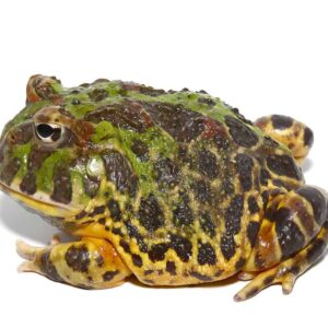 Adult Green Leopard Pacman Frog For Sale