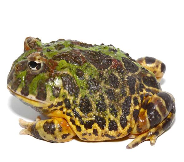 Adult Green Leopard Pacman Frog For Sale
