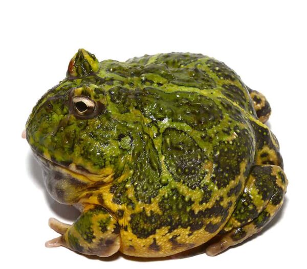 Adult Green Ornate Dragon Wing Pacman Frog For Sale