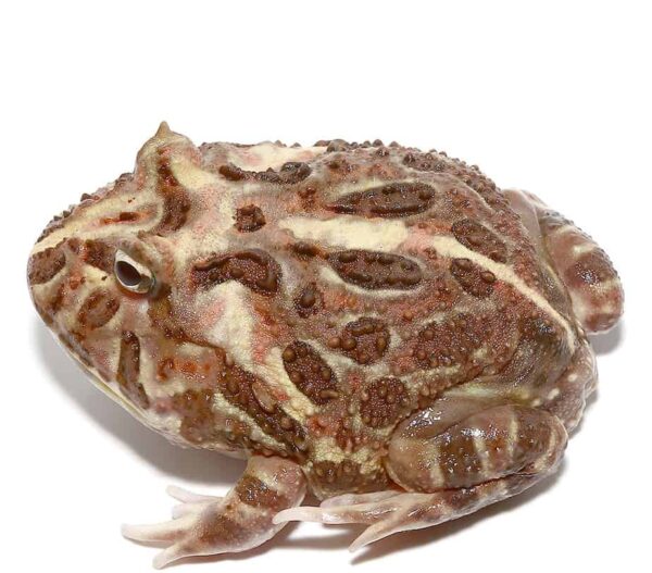 Adult Inferno Pacman Frog For Sale