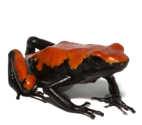 Adult Orange Splashback Dart Frog For Sale