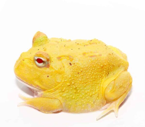 Albino Egg Yolk Patternless Pacman Frog For Sale