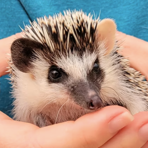 Hedgehog Babies For Sale
