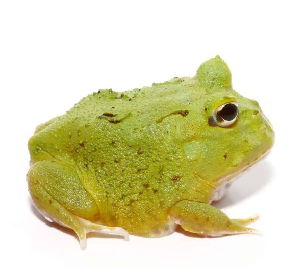 Avocado Patternless Green Pacman Frog For Sale