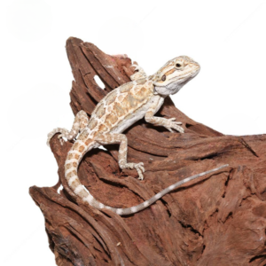 Baby Almond Toffee Bearded Dragon For Sale