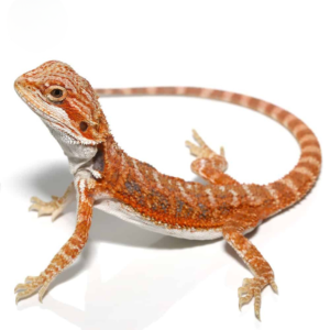 Baby Blue Bar Bearded Dragon For Sale